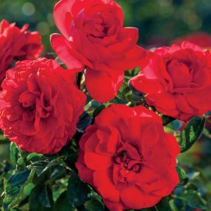 ROSA `CANYON ROAD`
