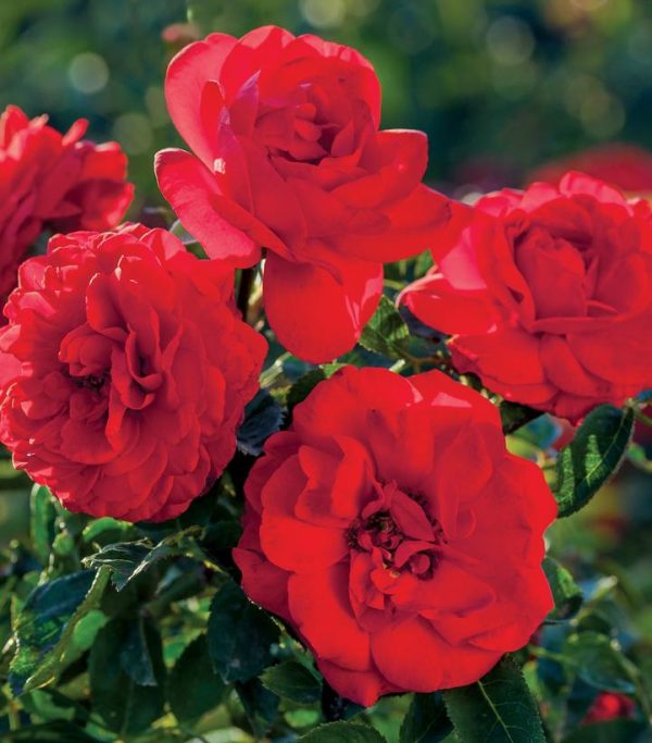ROSA `CANYON ROAD`