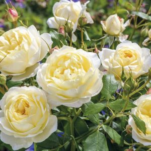 ROSA `VANESSA BELL`