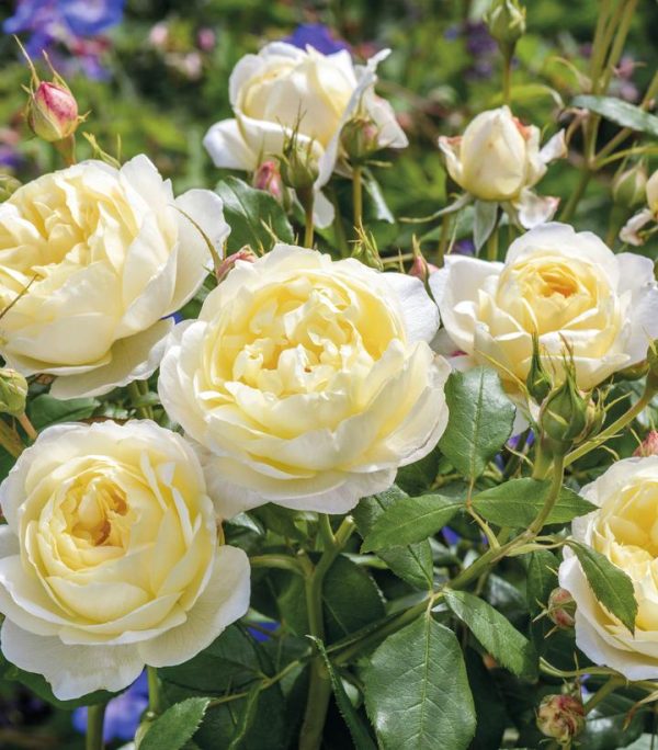 ROSA `VANESSA BELL`