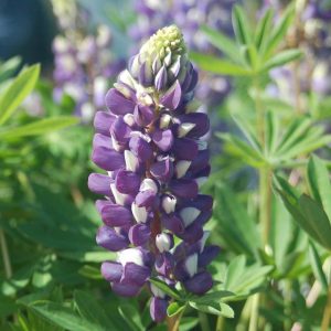 LUPINUS `THE GOVERNOR`