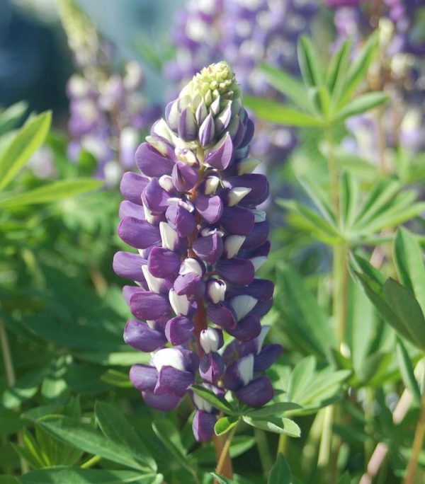 LUPINUS `THE GOVERNOR`