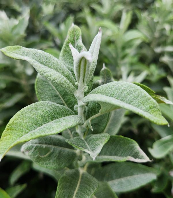 SALIX CANDIDA `ICEBERG ALLEY`