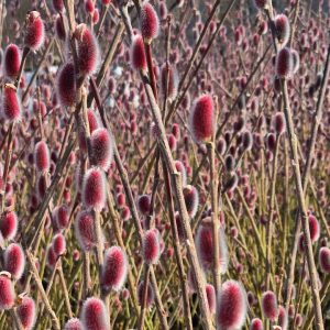 SALIX GRACILISTYLA `MOUNT ASO`