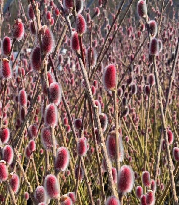 SALIX GRACILISTYLA `MOUNT ASO`
