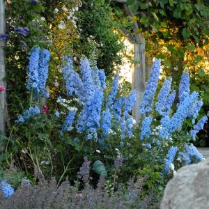 DELPHINIUM NEW ZEALAND `BLUE LACE`