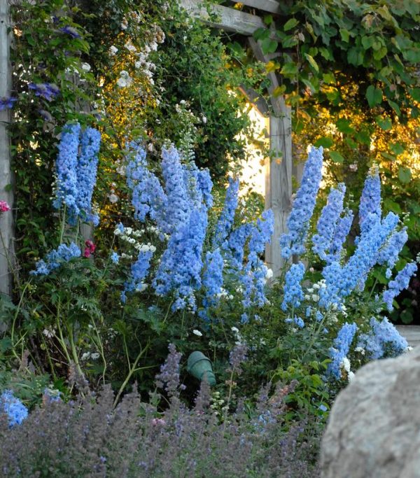 DELPHINIUM NEW ZEALAND `BLUE LACE`
