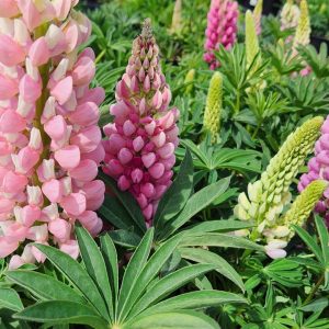 LUPINUS P. LUPINI `PINK SHADES`