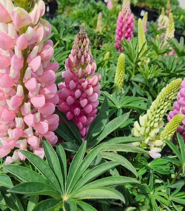 LUPINUS P. LUPINI `PINK SHADES`