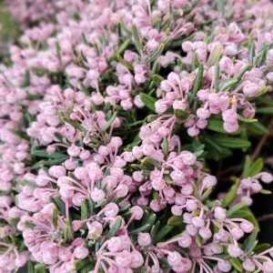 ANDROMEDA POLIFOLIA `BLUE ICE`