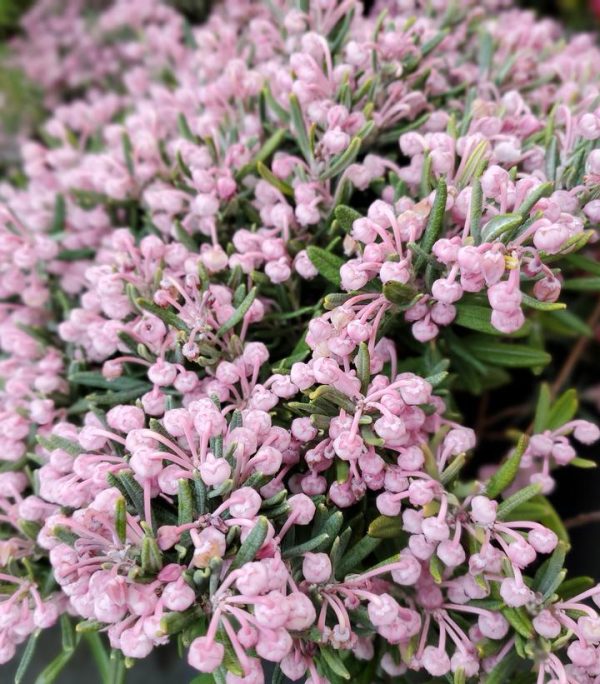ANDROMEDA POLIFOLIA `BLUE ICE`