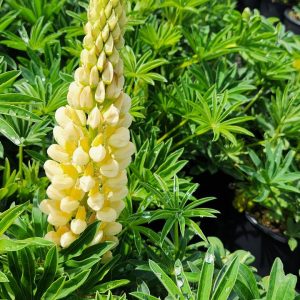 LUPINUS P. LUPINI `YELLOW SHADES`