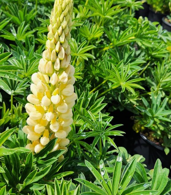 LUPINUS P. LUPINI `YELLOW SHADES`