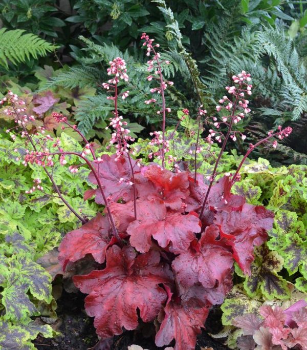 HEUCHERA `FIRE ALARM`