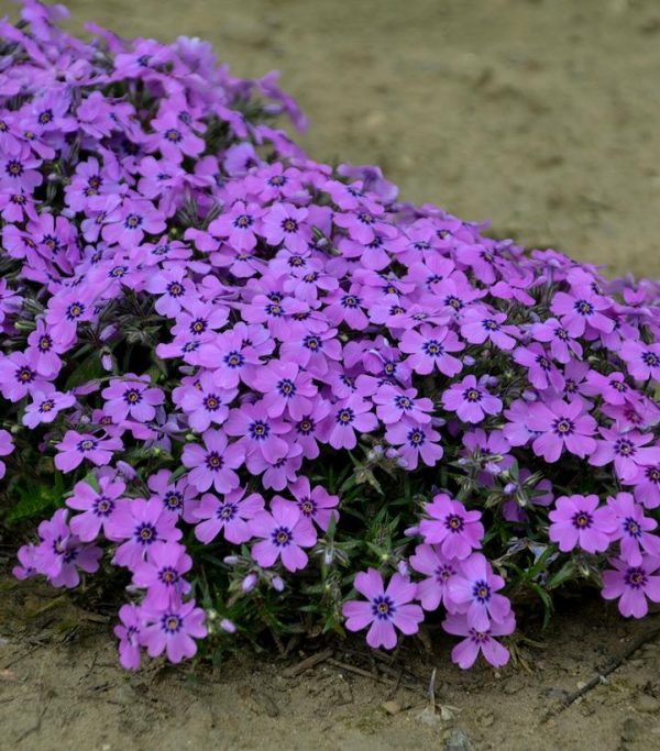 PHLOX SUBULATA `EYE SHADOW`