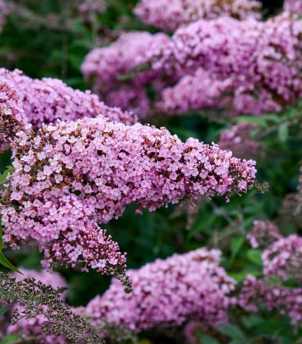 BUDDLEIA `PINK CASCADE II`