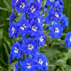 DELPHINIUM NEW ZEALAND `COBALT DREAMS`