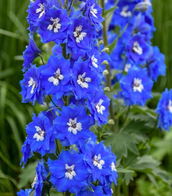 DELPHINIUM NEW ZEALAND `COBALT DREAMS`