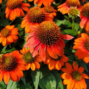 ECHINACEA SOMBRERO `FIESTA ORANGE`