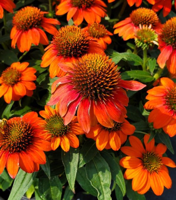 ECHINACEA SOMBRERO `FIESTA ORANGE`