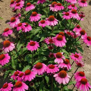 ECHINACEA SOMBRERO `ROSADA`