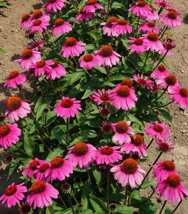 ECHINACEA SOMBRERO `ROSADA`
