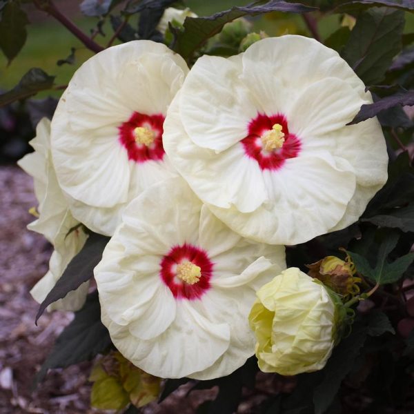 HIBISCUS SUMMERIFIC `FRENCH VANILLA`