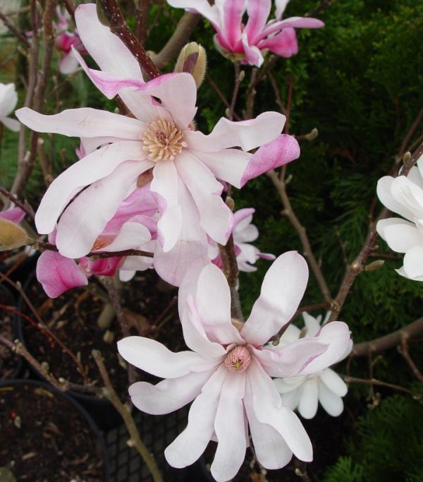 MAGNOLIA X LOEBNERI `LEONARD MESSEL`