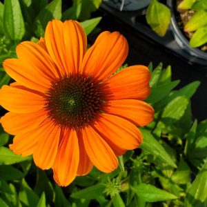 ECHINACEA COLOR CODED `ORANGE YOU AWESOME`
