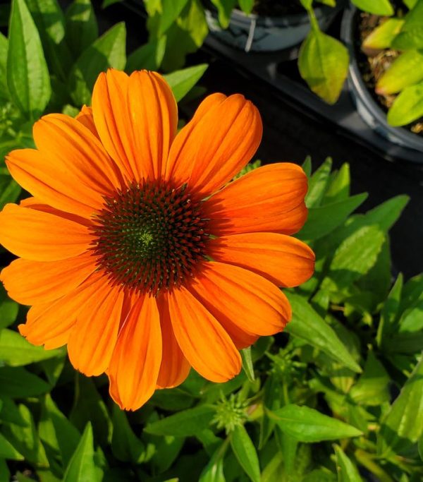 ECHINACEA COLOR CODED `ORANGE YOU AWESOME`