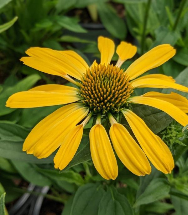 ECHINACEA COLOR CODED `YELLOW MY DARLING`