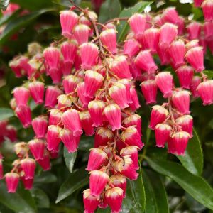 PIERIS `INTERSTELLA`