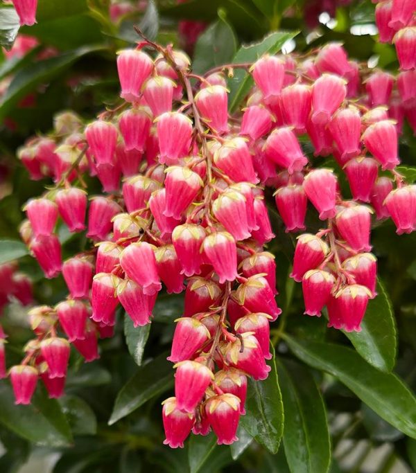 PIERIS `INTERSTELLA`