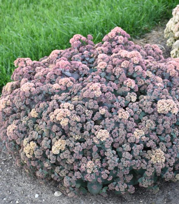 SEDUM `SPELLBOUND`