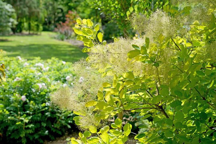 COTINUS `WINECRAFT GOLD`