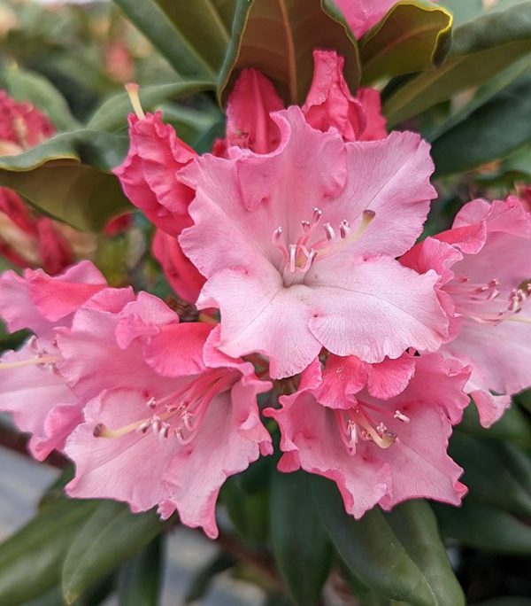RHODODENDRON `DANDY MAN COLOR WHEEL`