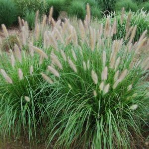 PENNISETUM A. `ETOUFFEE` (STERILE)