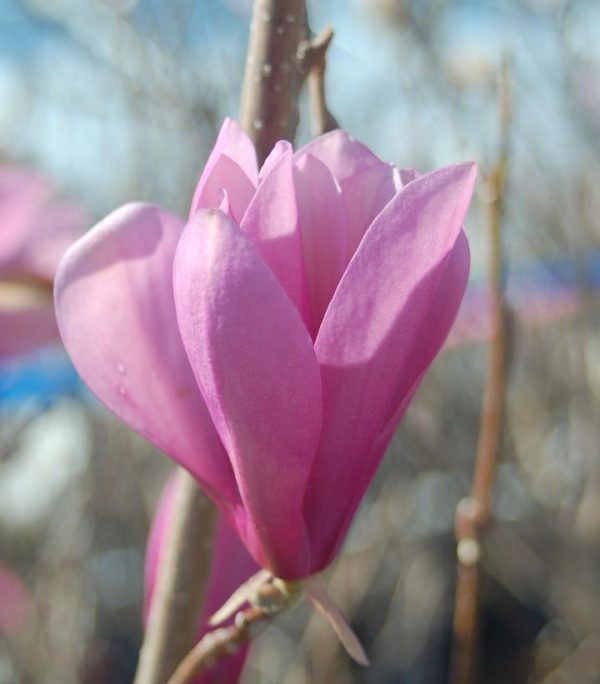 MAGNOLIA LILIIFLORA `JANE`