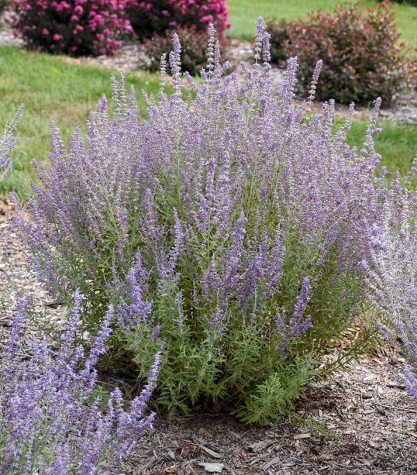 PEROVSKIA ATRIPLICIFOLIA `SAGE ADVICE`