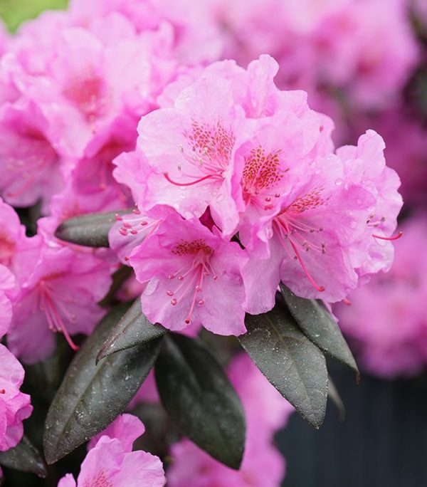 RHODODENDRON X `BLACK HAT`