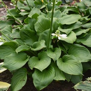 HOSTA `ROYAL CREST`