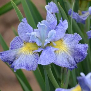 IRIS SIBIRICA `CAPE COD BOYS`