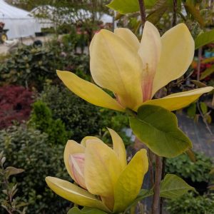MAGNOLIA X `SUNSATION`