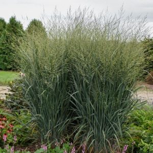 PANICUM PRAIRIE WINDS `TOTEM POLE`