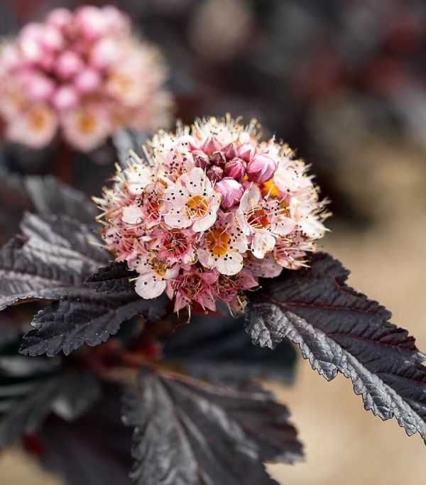 PHYSOCARPUS OP. `FIRESIDE`