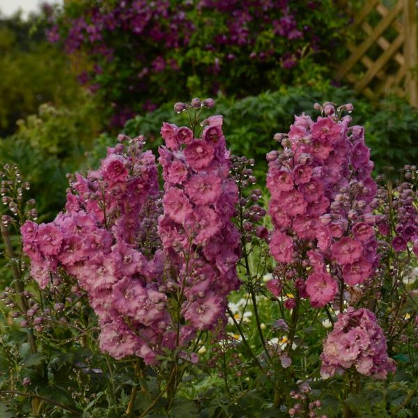 DELPHINIUM NEW ZEALAND `PINK PUNCH`