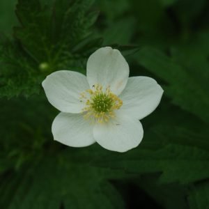 ANEMONE CANADENSIS