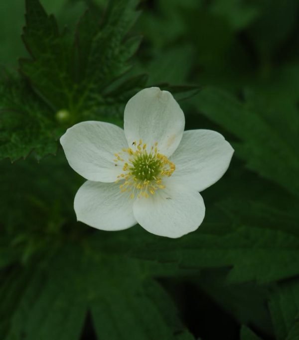 ANEMONE CANADENSIS