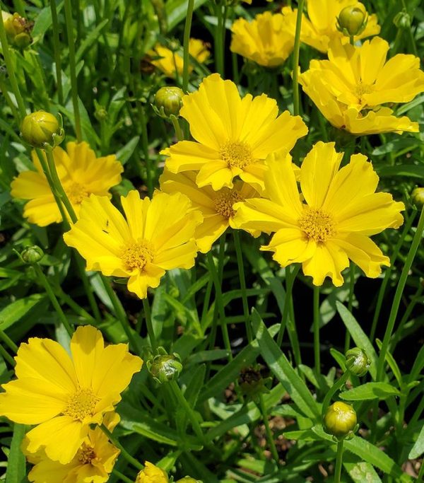 COREOPSIS LI`L BANG `GOLDILOCKS`