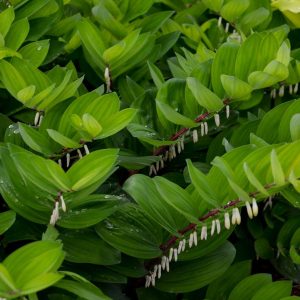 POLYGONATUM ODORATUM `RUBY SLIPPERS`